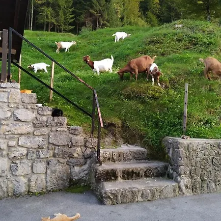 The Bears Lair Velike Lasce
